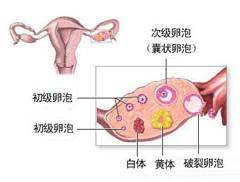 卵泡發(fā)育不良的原因是什么